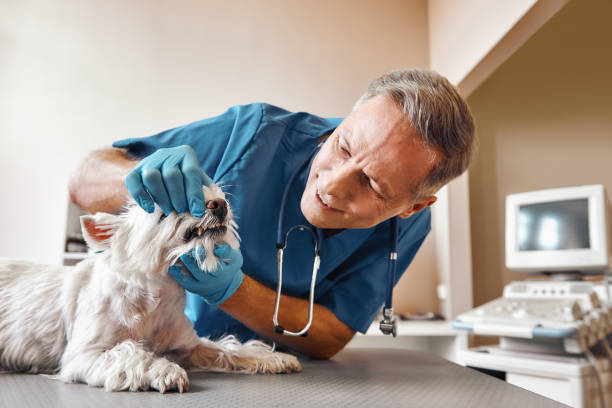 Best Emergency Dentist for Special Needs Patients in Canton, NC